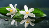 Neroli