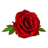 Turkish Red Rose
